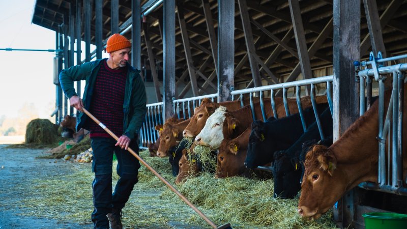 En bonde gir kuene høy