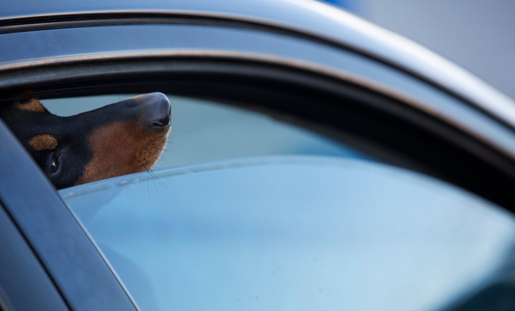 Hund i bil. Bilvindu