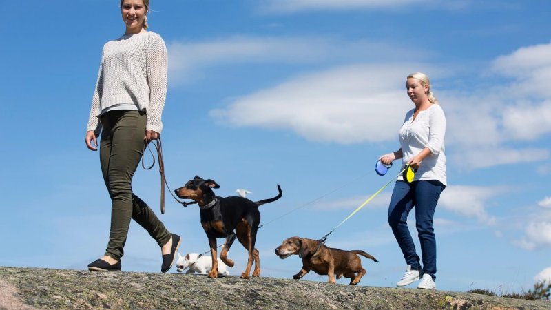 Hunder på tur