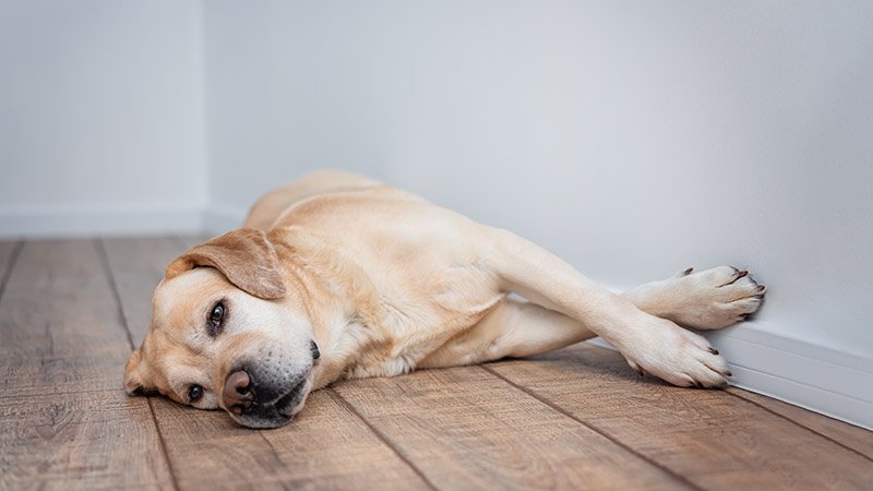 Hund som ligger på dørmatta og vil ut på tur.