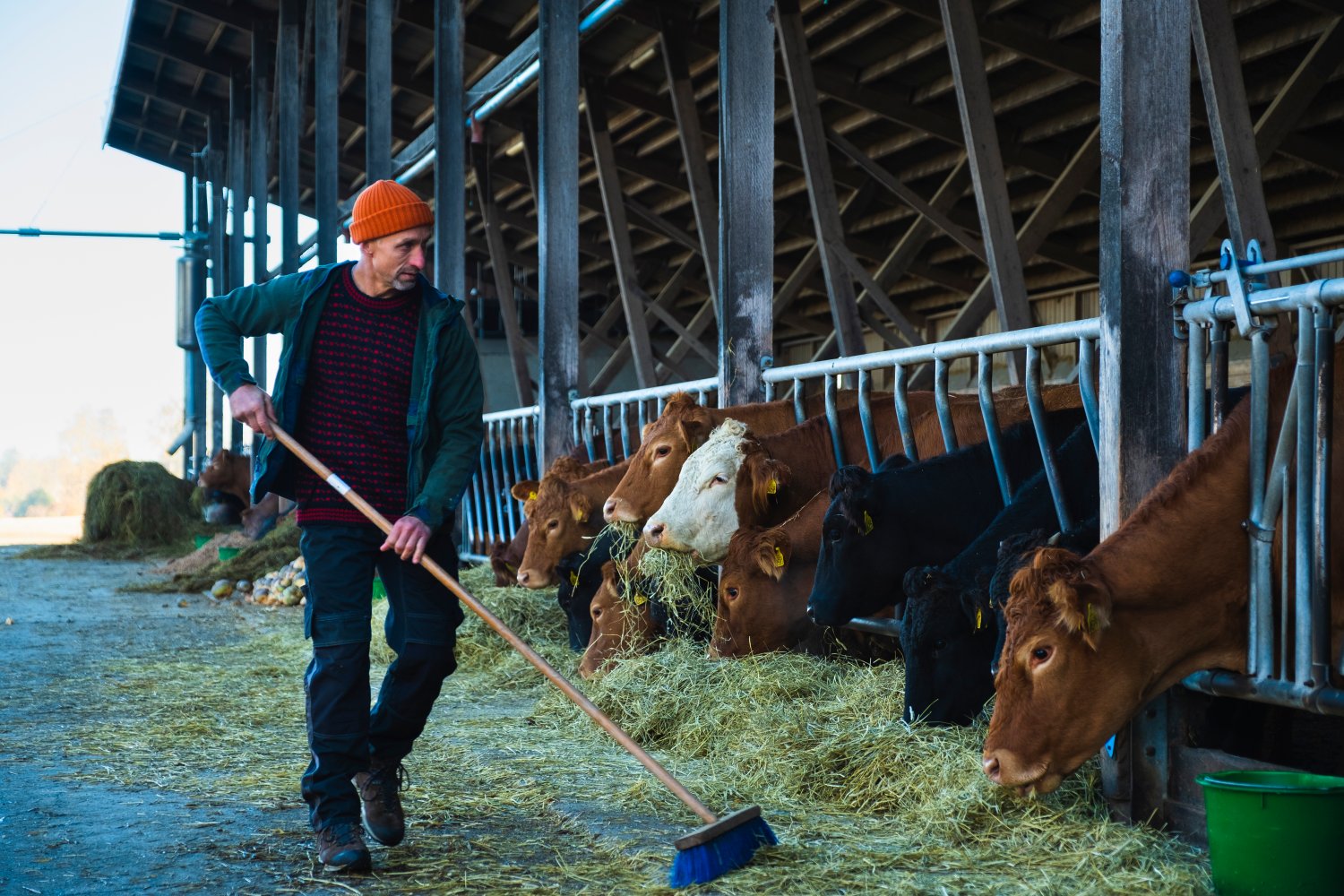 En bonde gir kuene høy