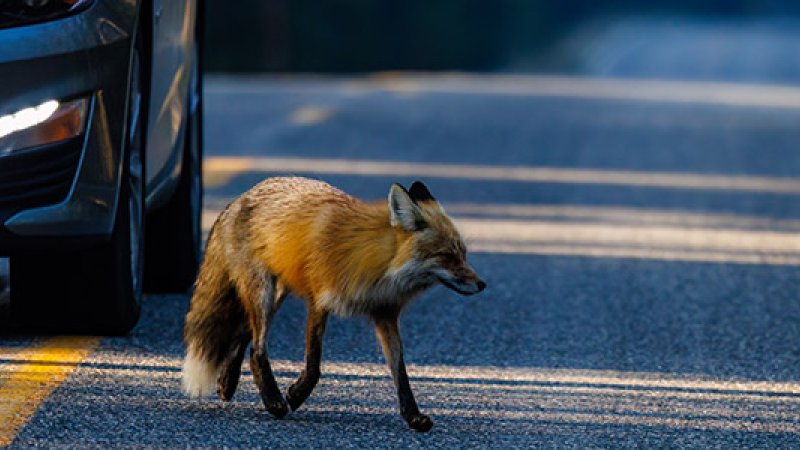 En rev går over en bilvei, med en bil rett bak reven.
