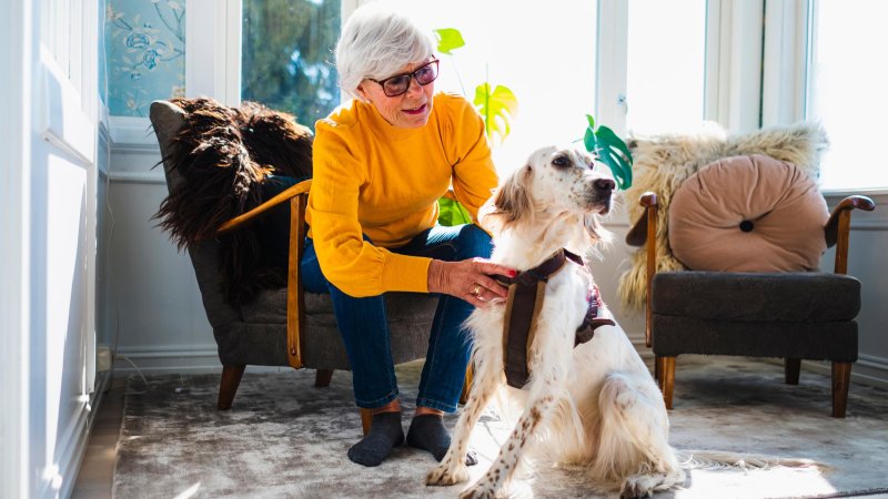 Nå kan du enkelt få hjelp fra veterinær fra ditt eget hjem