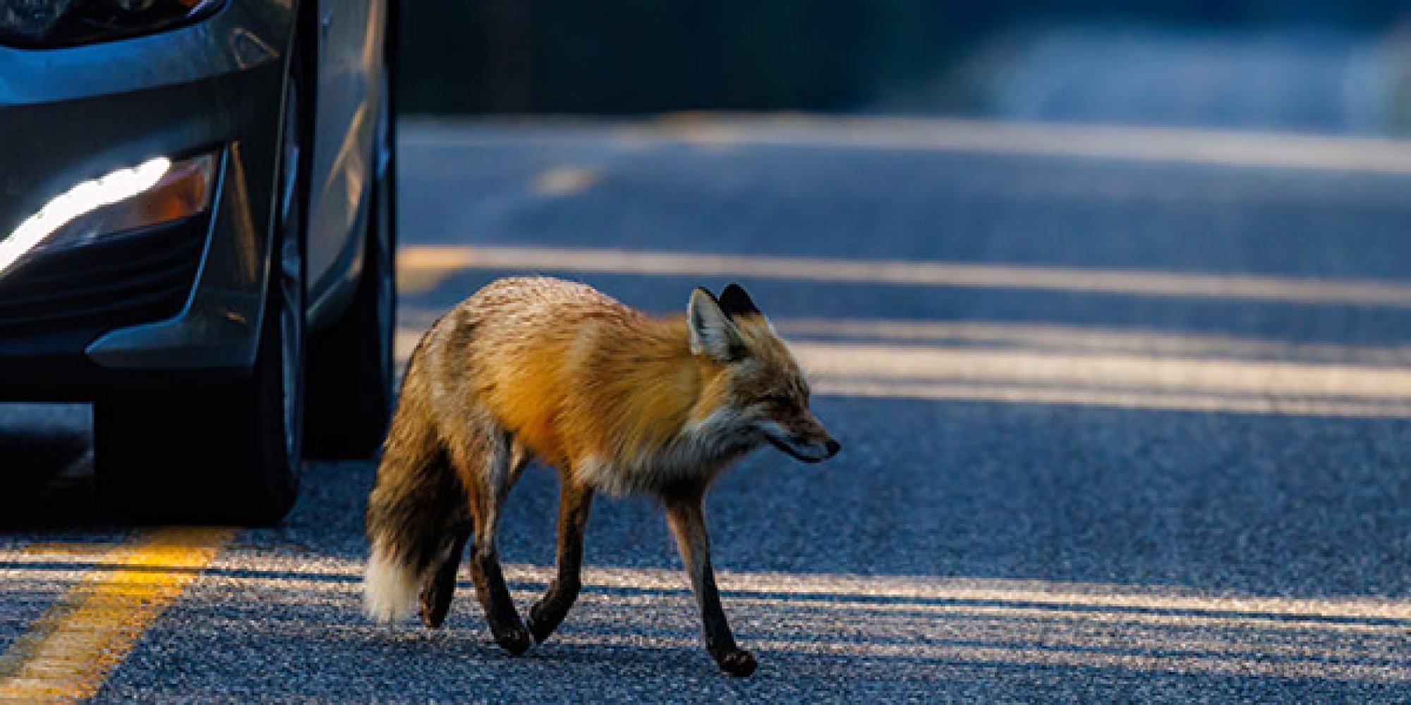 En rev går over en bilvei, med en bil rett bak reven.