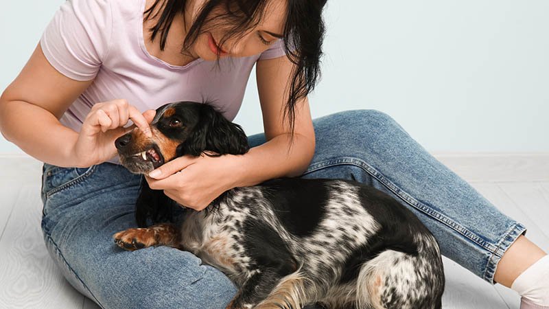 Dame undersøker tennene på hunden sin.