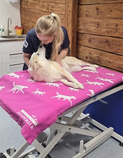 Monica Engen Børven i Evidensia