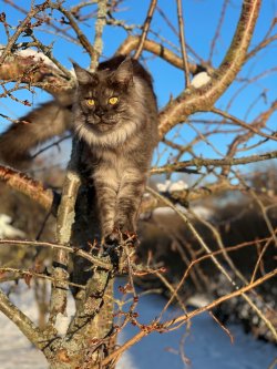 Maren Matssons katt i et tre. Foto: Maren Matsson.