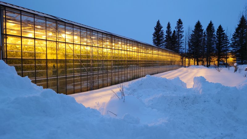 Veksthus sett utenfra, snø på bakken og en fonn i forgrunnen.